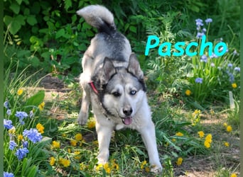 Pascho 03/2022 - energiegeladener und lernwilliger Husky (Mix) sucht sportliche Rasseliebhaber!