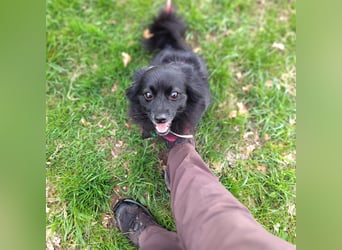 Trixie - hat Freude die Welt zu erkunden