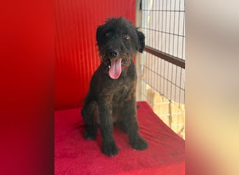 Bobo, Puli-Mix, Rüde, geb. 14.09.2023, 42 cm, 13 kg