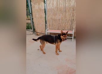 Schäferhund Mix Scooby