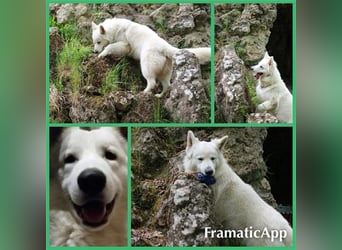 Schneeweiße Schäferhund Welpen! alte Linie !!