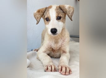 Lelia, geb. ca. 03/2025, lebt in GRIECHENLAND, im städt. Tierheim Serres