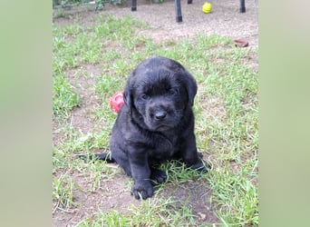 Labrador Welpen mit Ahnentafel