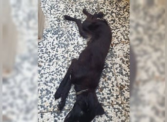 Manolo, Traumhund mit Handicap