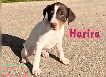 Harira 12/2024 (ESP) - neugierige, süße Bodeguero-Pinscher-Mix Welpin!