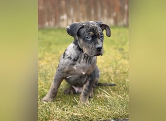 Super schöner Two Face American Bully XL Rüde