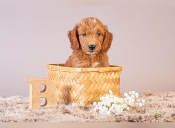 GoldenDoodle - medium mit welligem - lockigem Fell