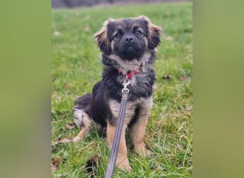 Kleine, feine ♥Roma♥ auf Körbchensuche