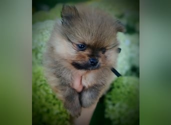 POMERANIAN WELPEN