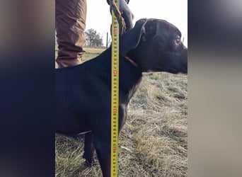 Loco, 24.03.2024 geboren, 43cm sucht sein Zuhause