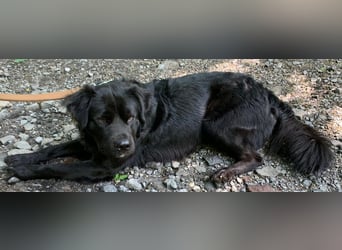 Sherlock sucht DRINGEND neues Zuhause für immer
