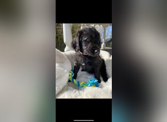 Labradorwelpe mit Ahnentafel