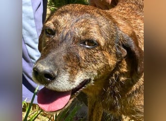 Ursus - Bewerbung als Lieblingshund