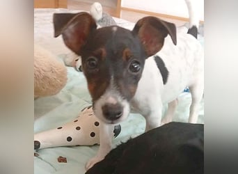 bezaubernde kleine NINA - 5-6 Monate, 18cm - Jack Russell