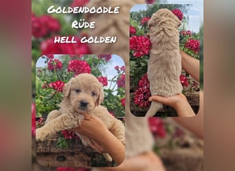 Labradoodle und Goldendoodle Mini/ Medium Welpen in verschiedenen Farben