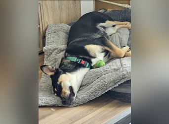 Dringend Pflegestelle für Kayla gesuchr