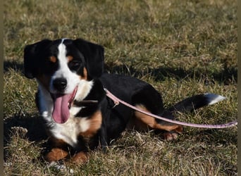 "Lucky", männlich, Appenzeller Sennenhundmix, geb. 04.06.2020, ca. 48 cm