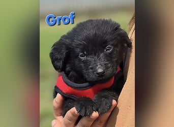 Grof ❤️