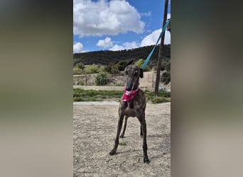 Guapina, möchte endlich ein Zuhause