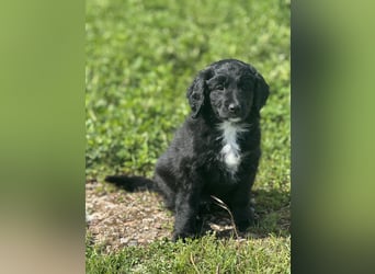 Labradoodle