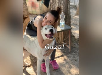 Gazul 06/2019 (ESP) - charismatischer und sozialer Boxer-Herdenschutz Mix!