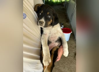 Nelly, auf der Suche nach einem tollen Zuhause!