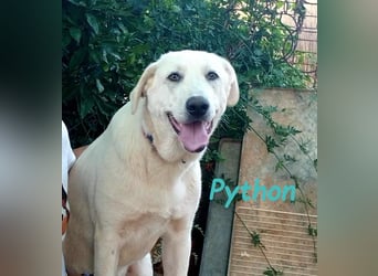 Python 10/2023 (ESP Pflegestelle) - verspielter und menschenbezogener Junghund!