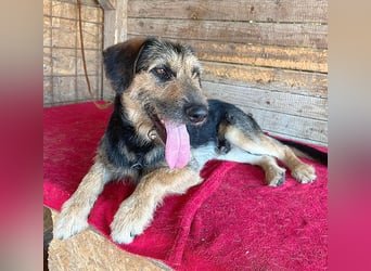 ❤️ superlieber Familienhund MATYI - 2 Jahre, 50cm/20kg - Schnauzer-Mix
