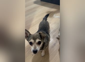 Zwei Seelchen suchen ein Zuhause
