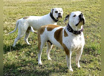 American Bulldog Welpen aus Hybrid/Standard Verpaarung ab Mitte Juni abzugeben, www.cocodin-bulls.de