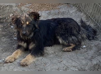 Tijay - wachsam und verschmust