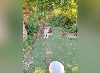 Ciccio sucht sein Glück