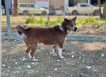 witziger, kleiner Kerl "Percy"