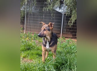 lieber Bruce sucht sein kuscheliges Zuhause