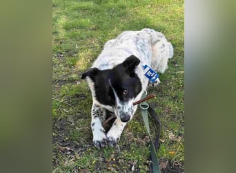 ⭐️TOVA⭐️, Hündin, 1 Jahr, 37 cm, Mischling, Tierschutz