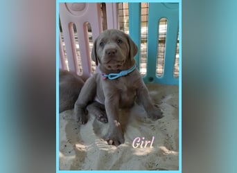 Labrador Aussiedor Welpen aus liebevoller Zucht