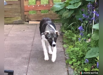 Jette sucht ihr Glück, 24960 Glücksburg