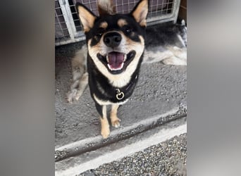 Furyo