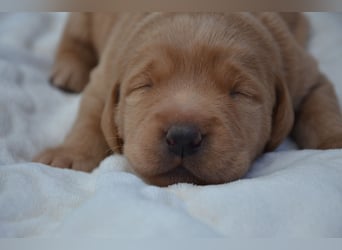 Reinrassige Labradorwelpen (Arbeitslinie)drei schwarze Mädels suchen ein schöne Zuhause