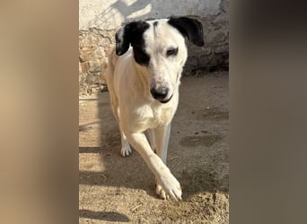 GEORGIA, Hündin, knapp 2 Jahre, 52cm, Mischling, Tierschutz