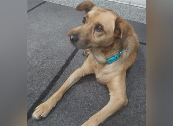 GOLDY sucht ihr Traumzuhause