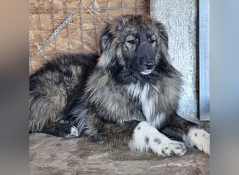 THEO, Rüde, 1,5 Jahre, 45cm, Mischling, Tierschutz