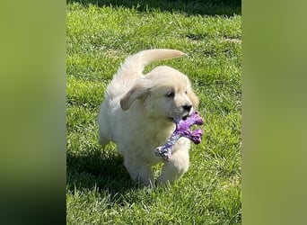 Golden Retriever Welpen aus excellenter Verpaarung