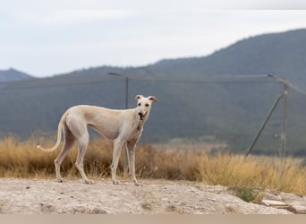 ❤️ BLANCA ❤️