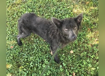 Priska: Für Menschen mit Herz und Hundeverstand