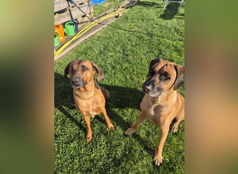Ridgeback Welpen