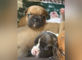 Bullys aus kontrollierter VDH-Zucht