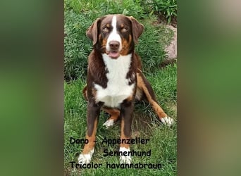 Appenzeller Sennenhund Welpen