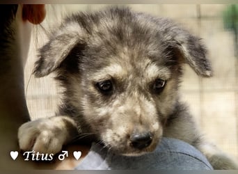 Teddy und seine Geschwister suchen ab September ein Zuhause