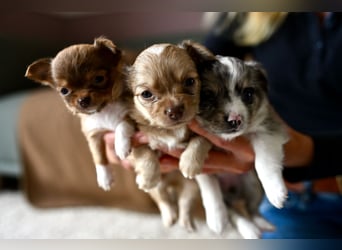 Supersüßes Mini Chihuahua Mädchen